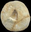 Mosasaur (Prognathodon) Tooth In Rock #60181-1